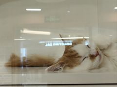 -三花喵·撸猫购宠·宠物生活馆(虹桥南丰城店)