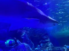 -悉尼海洋生物水族馆