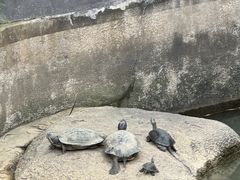 -广东惠东海龟国家级自然保护区