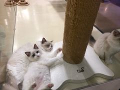 -momokira米努特·德文卷毛猫·棉花面纱犬