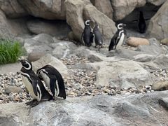 -上海野生动物园
