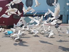 -海合安青岛极地海洋公园