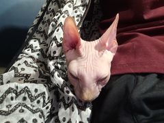 -平行世界·猫咖(首经贸店)