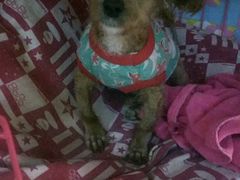 -佑安动物医院·全科·内窥镜中心(幸福巷店)