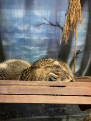 -酷嗒动物文化乐园(cutezoo西溪乐天城店)