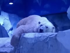 -芜湖新华联大白鲸海洋公园