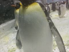 -大连圣亚海洋世界