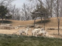 -北京野生动物园