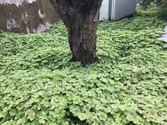 -宋庆龄陵园