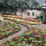 废墟中的烂漫花园[玫瑰][凋谢]