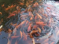 -千岛湖东南湖区