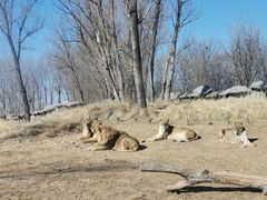 -北京野生动物园