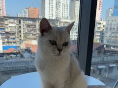 -怪兽屋·羊驼·猫咖·狗咖(俊华广场店)