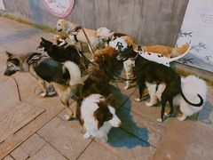 -萌喵宠狗爱心宠咖