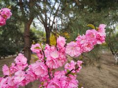 -朝阳公园
