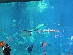 -烟台海昌鲸鲨海洋公园