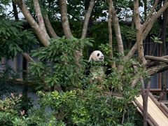 -成都大熊猫繁育研究基地