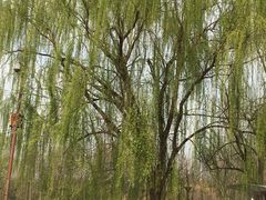 -回龙观体育文化公园