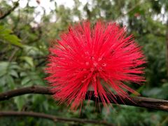 -广东花都香草世界旅游度假区