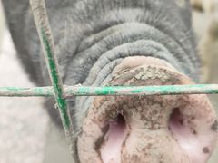 -洪湖家庭农场·团建·露营·会议