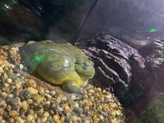 -暹罗海洋世界