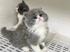 -lincat·猫舍(广州店)