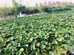 -前关湿地公园