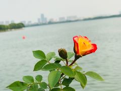 -望海·帆船主题咖啡厅•品茗下午茶(石湖景区店)