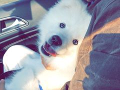 -翊宠yipet猫狗购宠庄园犬舍•猫舍