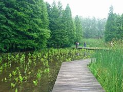 -溱湖国家湿地公园