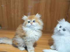 -欣宠猫屋·矮脚拿破仑·蓝金金渐层