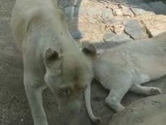 -石家庄市动物园