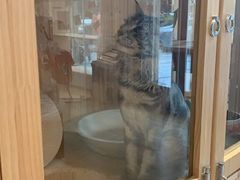 -Pets First伊珊娜洗护·精致美容·家庭式寄养(新会路店)