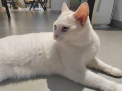 -琪喵猫屋·撸猫猫咖·猫舍