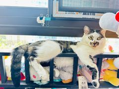 -瑞鹏宠物医院犬猫全科(真大分院)