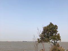 -上海滨江森林公园