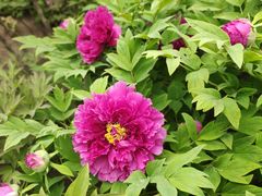 -莲花池公园