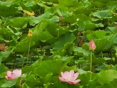 -天津东丽湖风景区