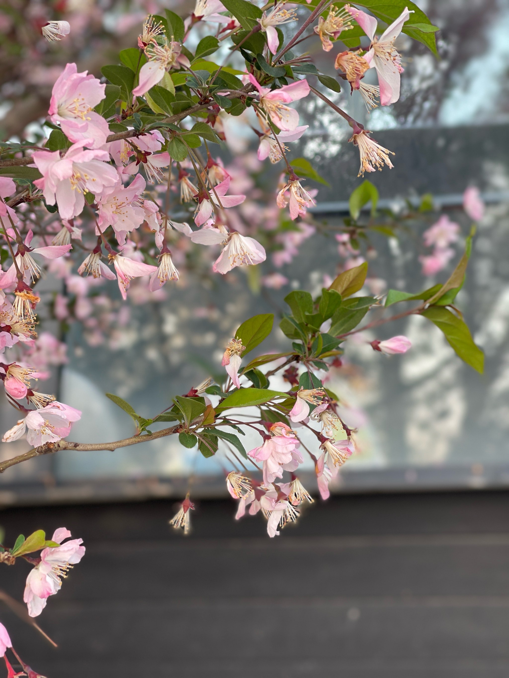 西府海棠花瓣特点图片