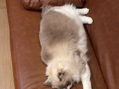 -MOCHA明星猫咖(田子坊店)