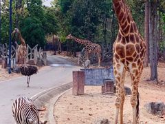 -清迈夜间动物园