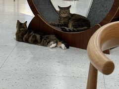 -喵园·猫主题咖啡厅·撸猫·猫咖(国贸店)