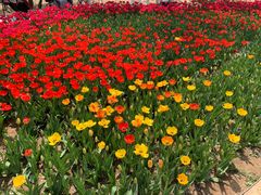 -石家庄市植物园