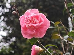 -广西壮族自治区药用植物园