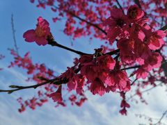 -花博汇(知音花月夜)