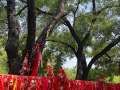 -大槐树寻根祭祖园