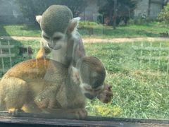 -石家庄市动物园