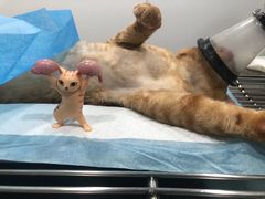 -荔康动物医院(康王北路店)