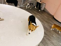 -浣熊柯尔鸭土拨鼠·电玩咖