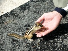 -莫尔道嘎国家森林公园